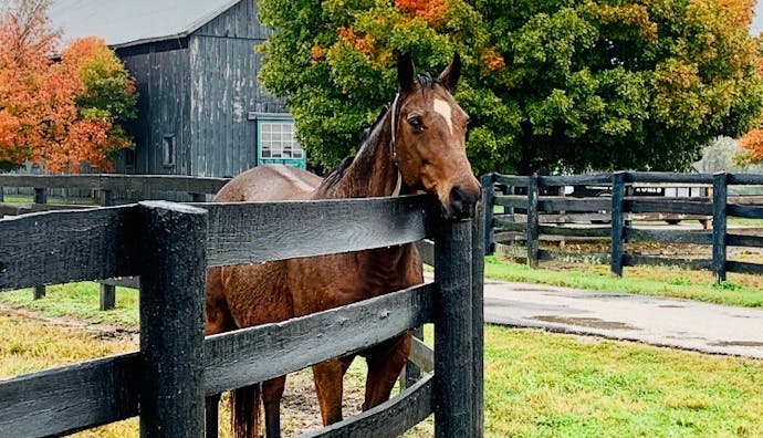 A horse resting its head on a fence.