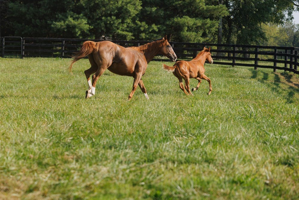 Two horses roaming on a fenced horse farm.