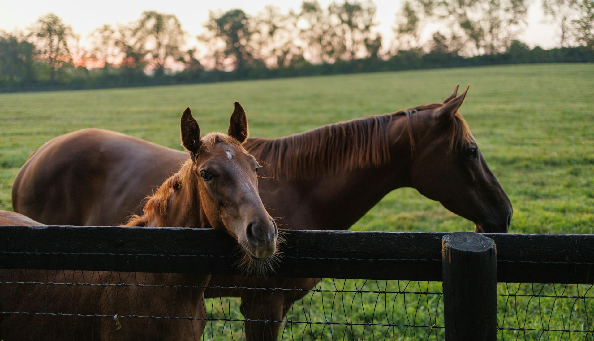 Horses standing on a scenic horse farm.