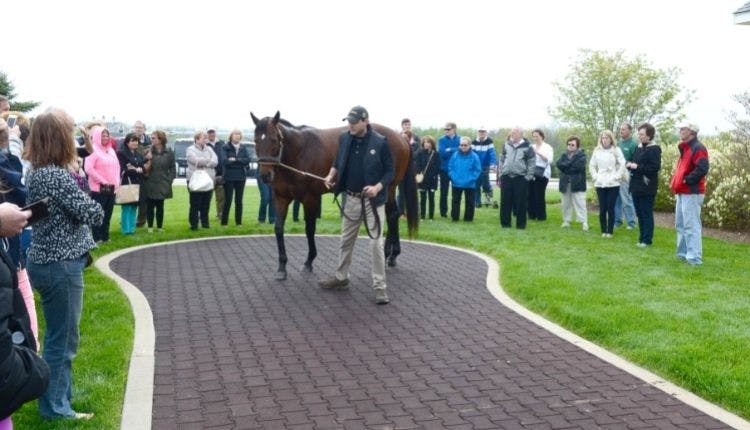 A trainer guiding a horse while a group of tourists looks on, observing the demonstration during a horse farm tour.