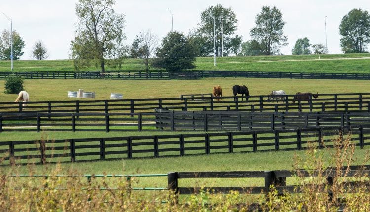 A scenic horse farm.