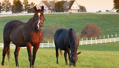 Horses grazing peacefully on a scenic farm, surrounded by rolling hills and lush green pastures.