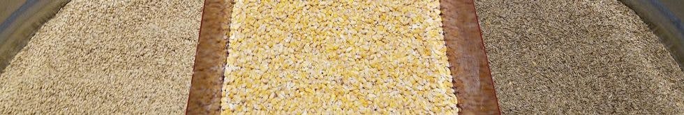 A display of corn, rye, and barley—key grains used in bourbon making.