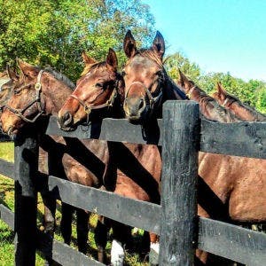 Horses resting their heads gently on a wooden fence at a peaceful horse farm, with a scenic rural backdrop.
