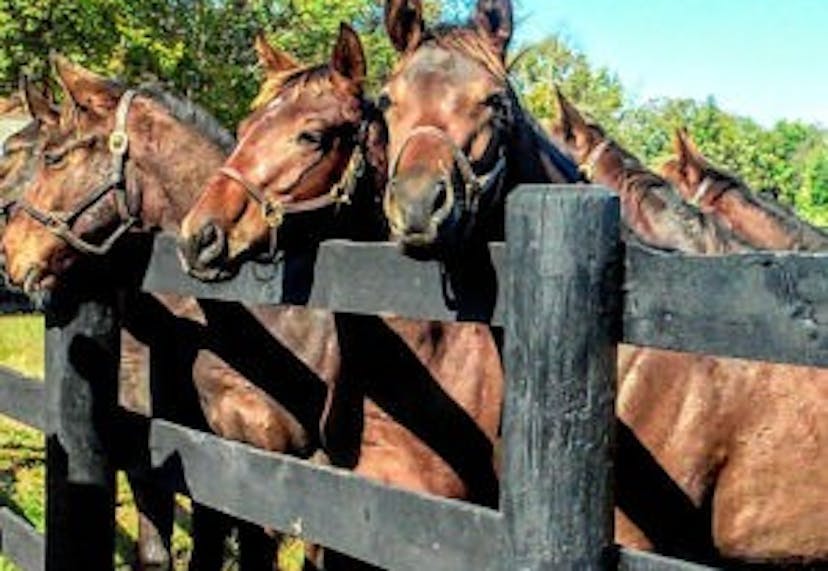 Horses resting their heads gently on a wooden fence at a peaceful horse farm, with a scenic rural backdrop.