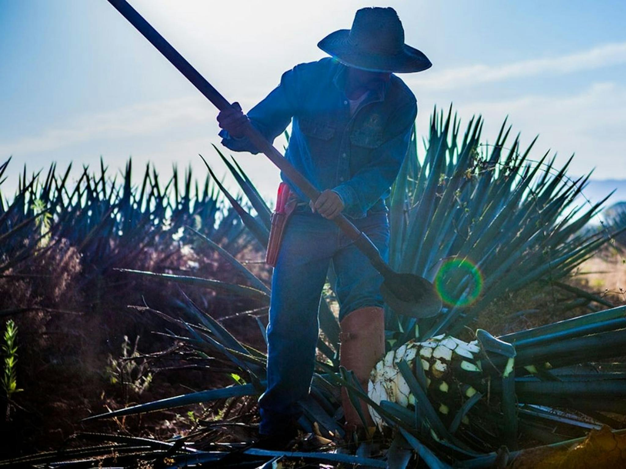 A Farmer in an agave tequila field 