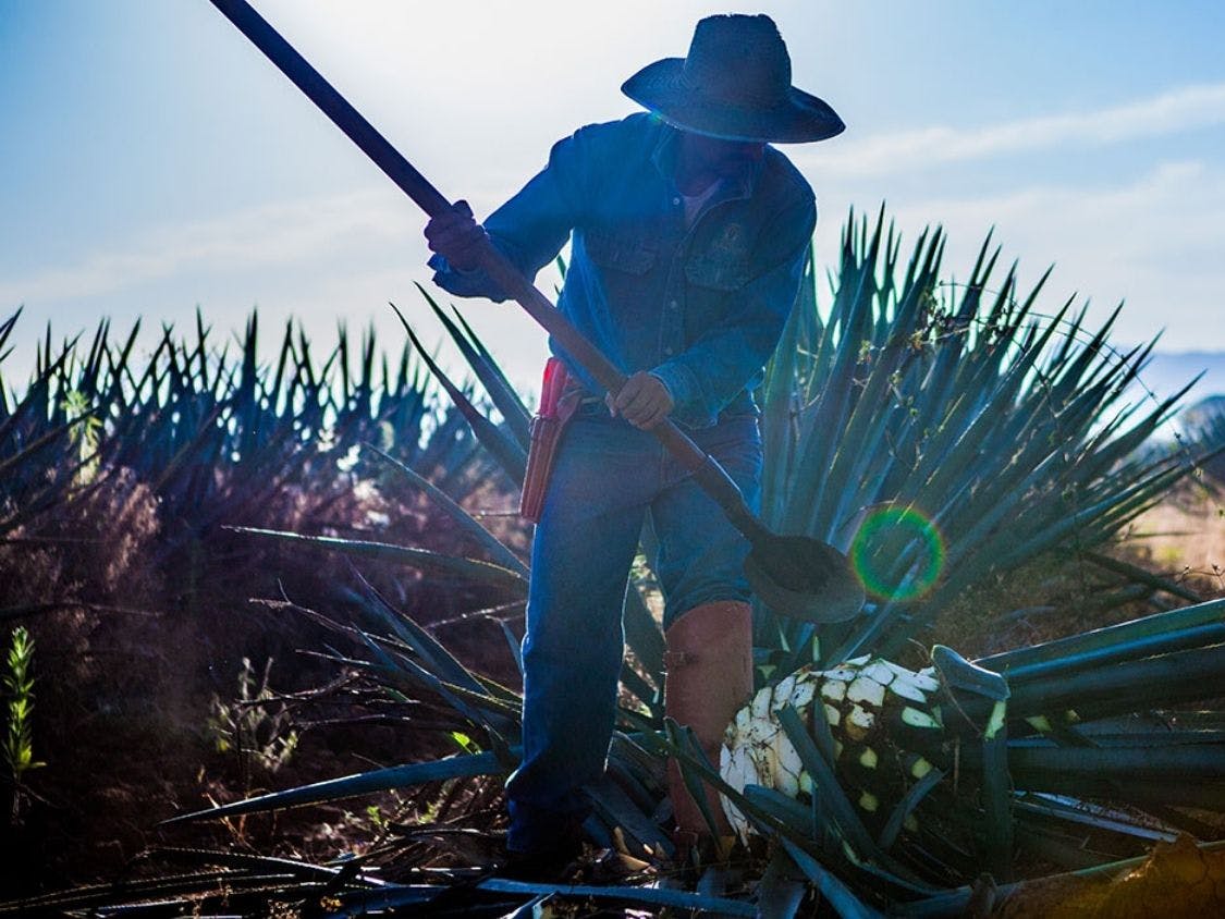 A Farmer in an agave tequila field