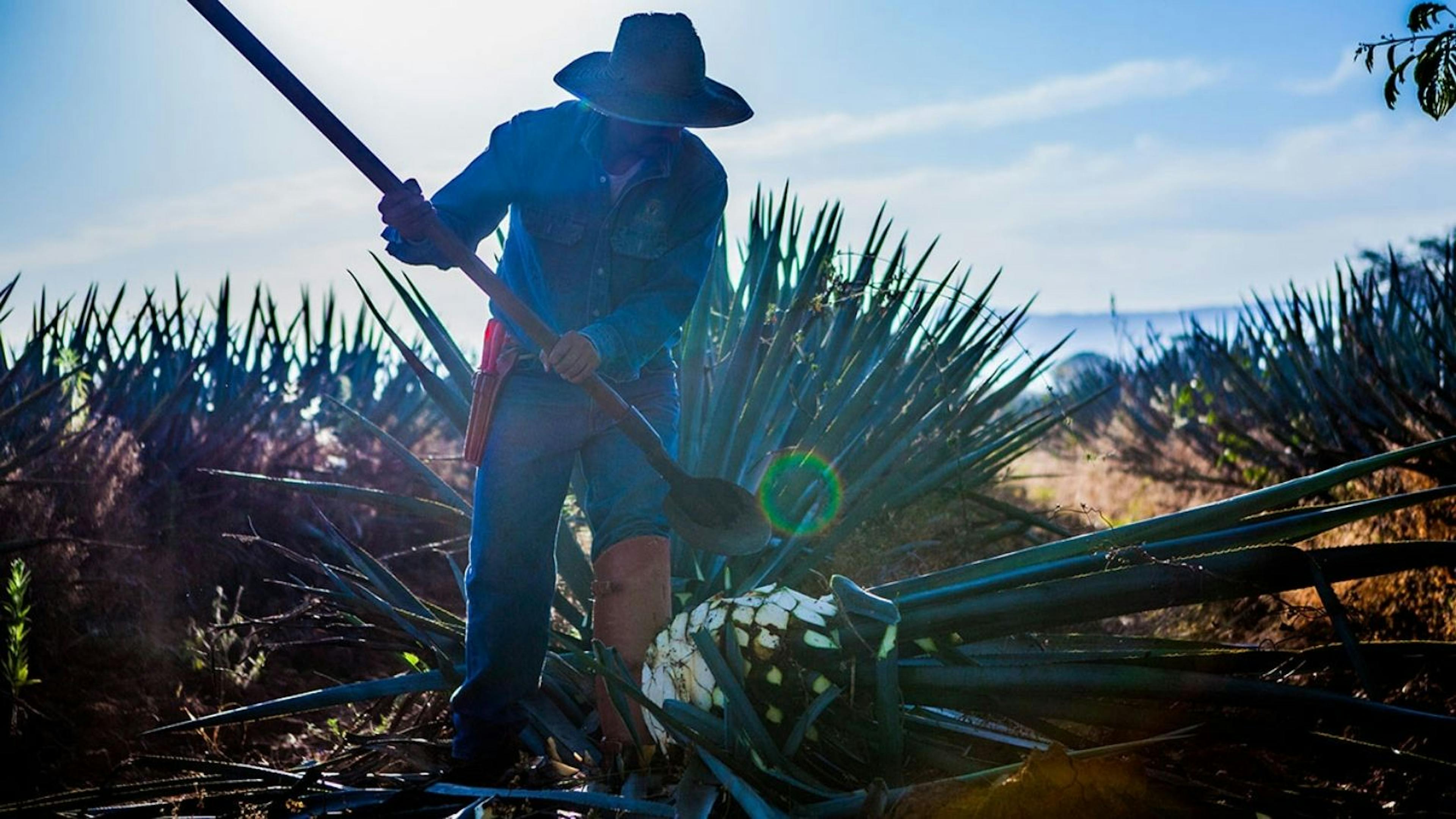 A Farmer in an agave tequila field 
