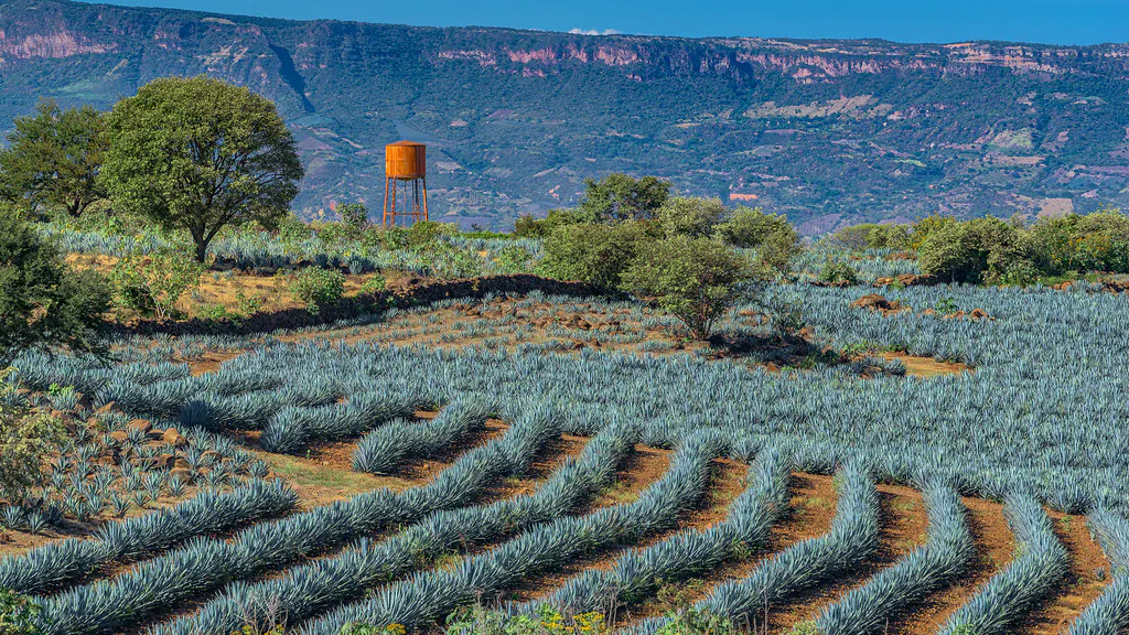 Agave Estate Experience: 4-Day Luxury Tequila Tour in Jalisco