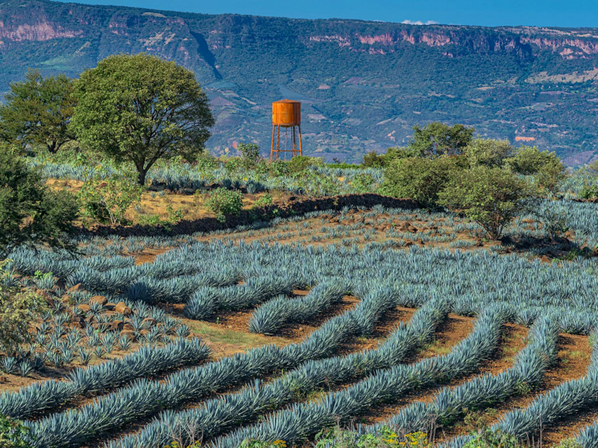 An organized field of agave plants for tequila production