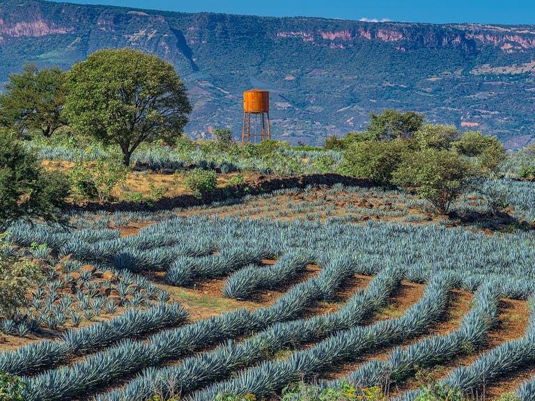 An organized field of agave plants for tequila production