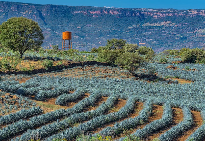 An organized field of agave plants for tequila production