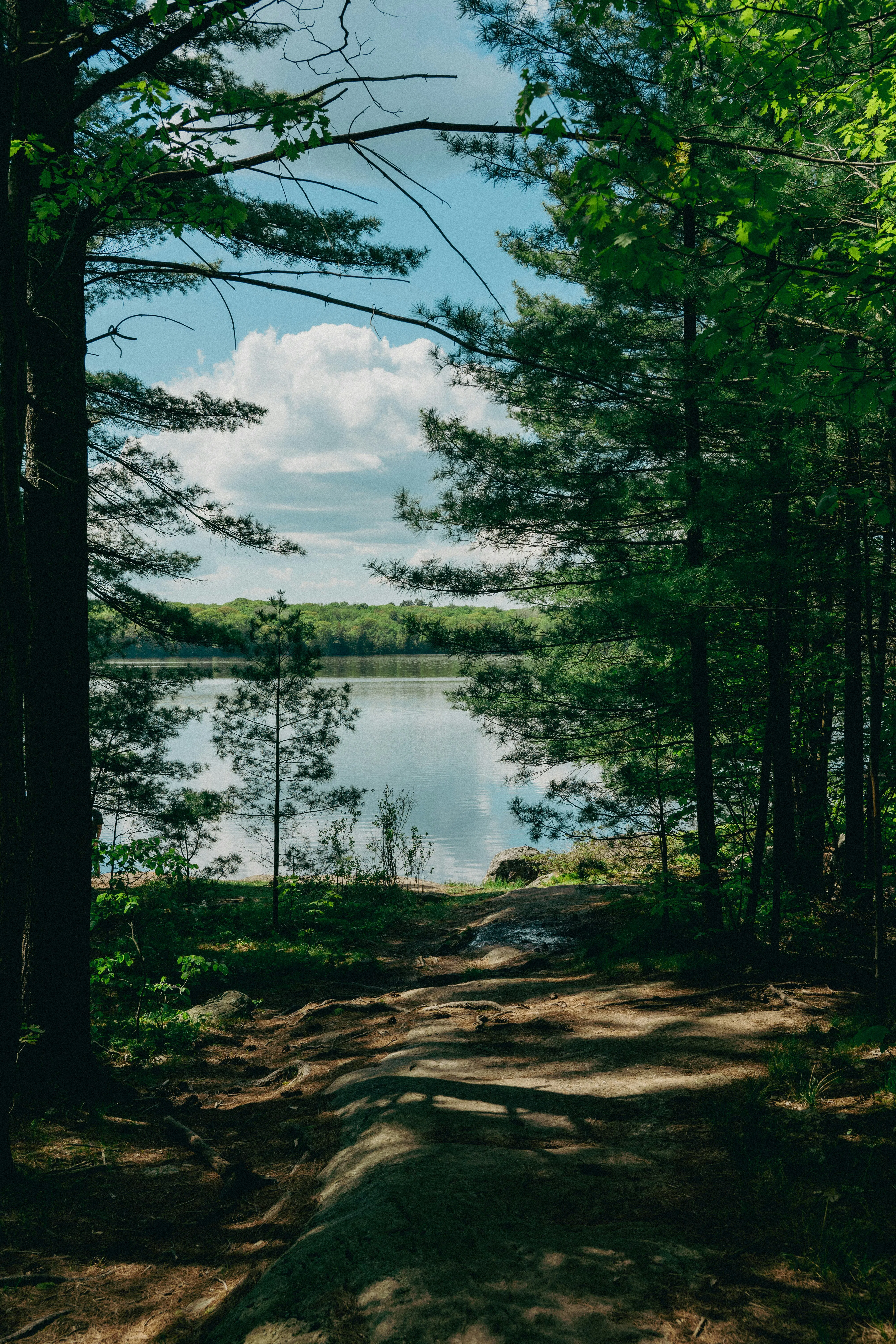 a path leading to a lake surrounded by trees