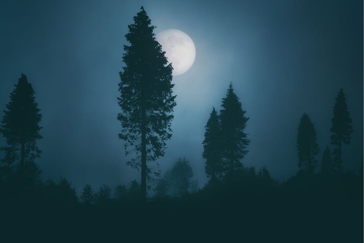 Nacht-Wald bei Vollmond