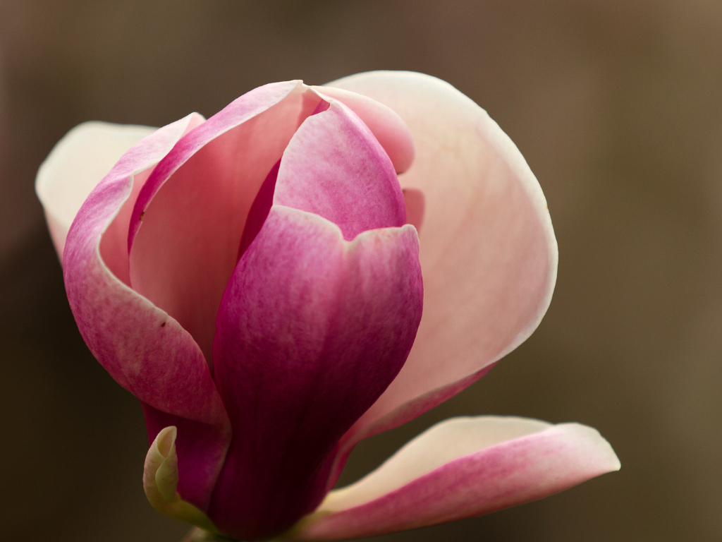 Prächtige pink-rosa Blüte, die sich langsam öffnet.