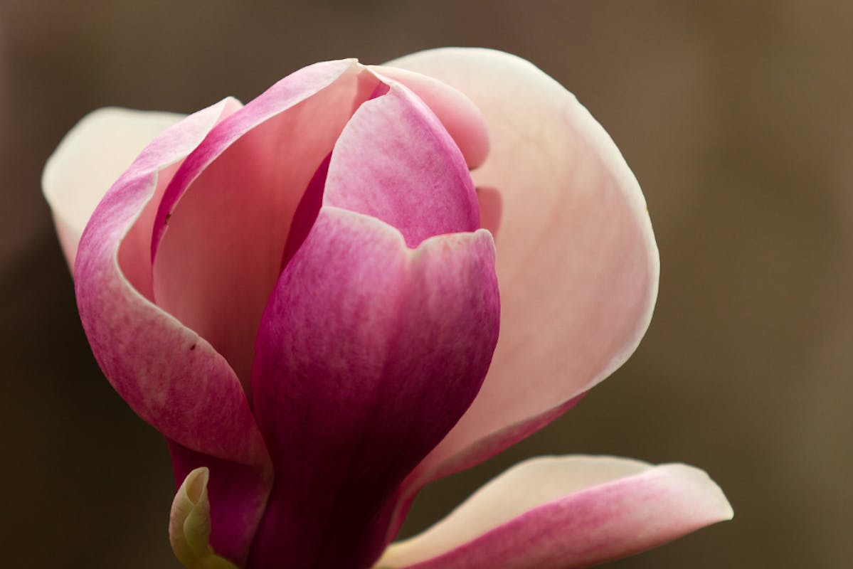 Prächtige pink-rosa Blüte, die sich langsam öffnet.