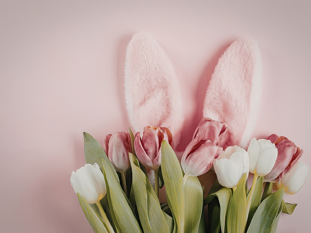 Weiße und pinke Tulpenköpfe vor rosa Wand und rosa Hasenohren aus Plüsch.