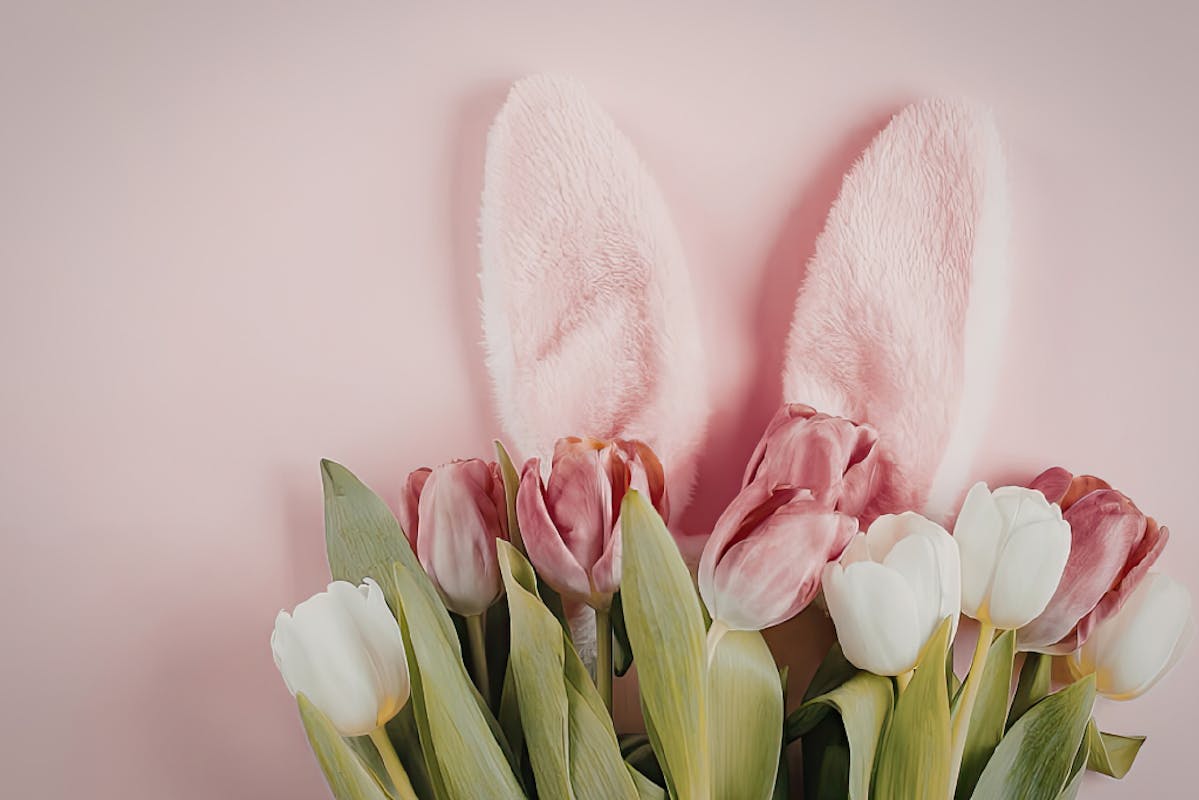 Weiße und pinke Tulpenköpfe vor rosa Wand und rosa Hasenohren aus Plüsch.
