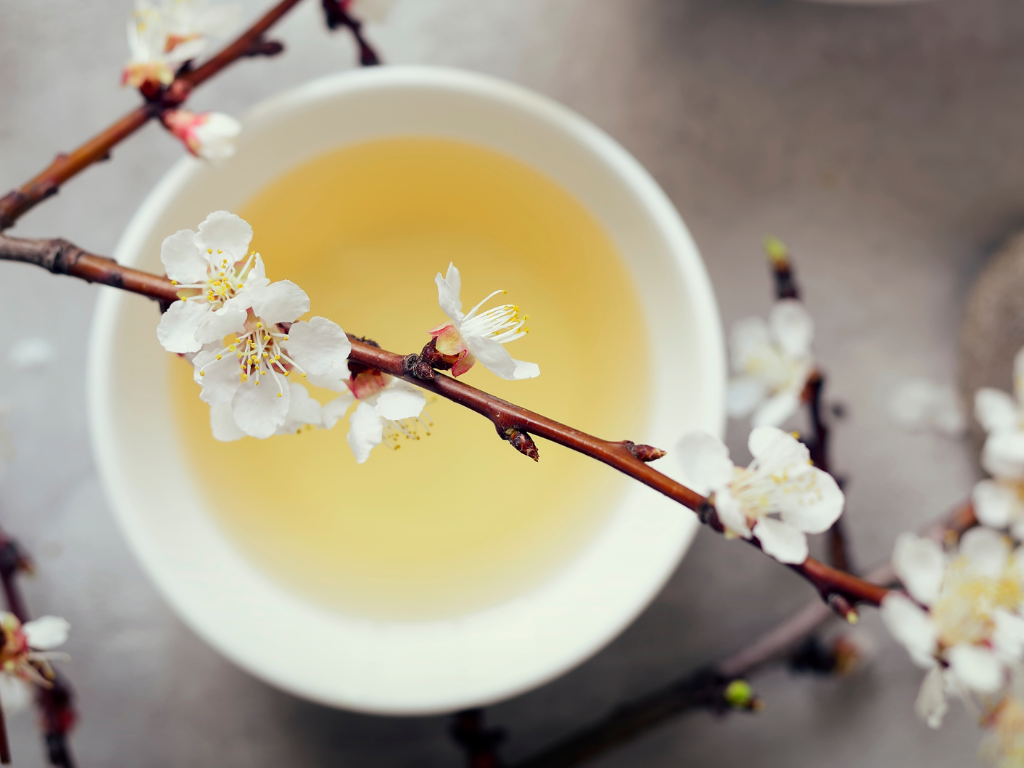 Frühlingsgelber Tee unter weißen Frühlingsblüten an Zweigen.