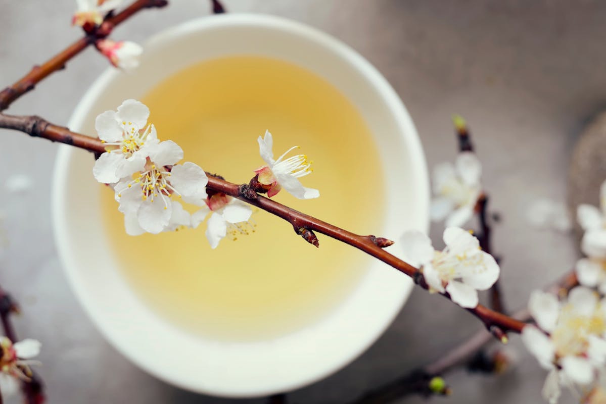 Frühlingsgelber Tee unter weißen Frühlingsblüten an Zweigen.