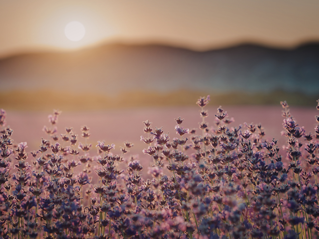 lavendelfeld in Abendsonne