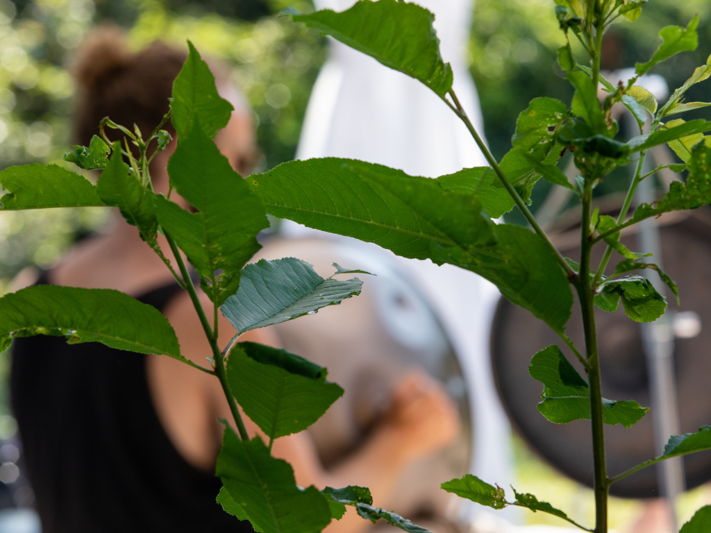 Durch grüne Blätter ist ein Handpanspieler zu entdecken