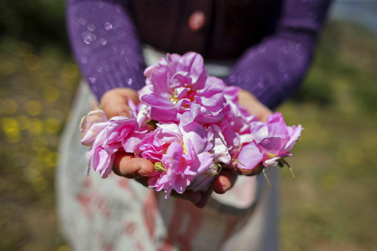 Frauenarme und Hände die viel pinke Blüten halten