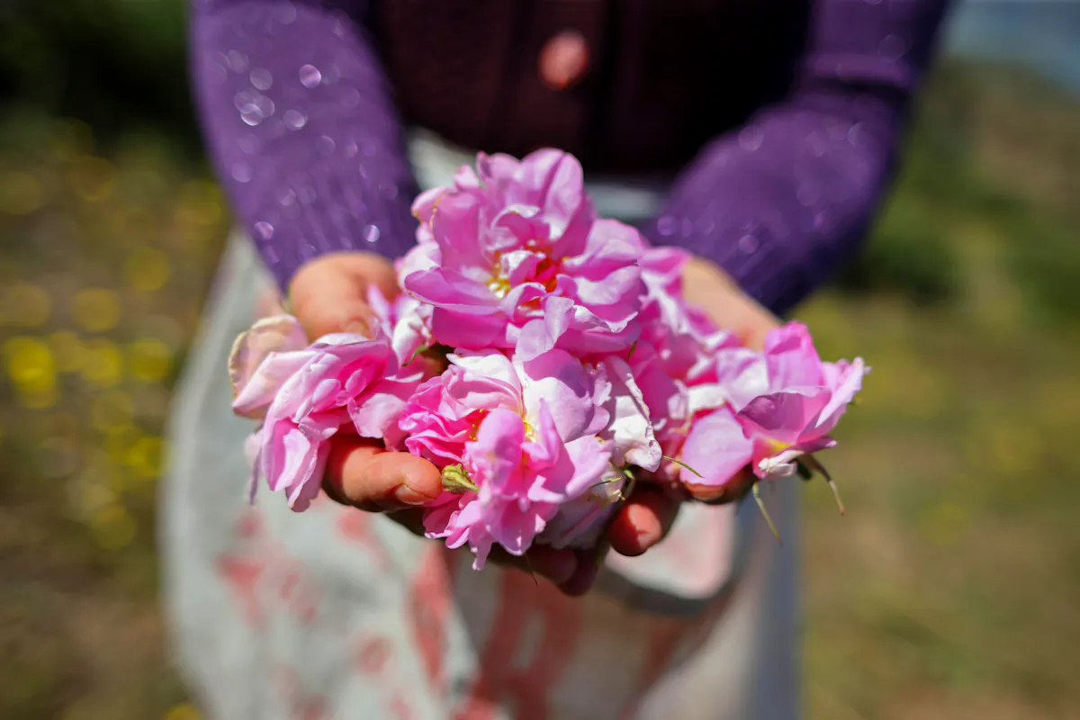 Frauenarme und Hände die viel pinke Blüten halten