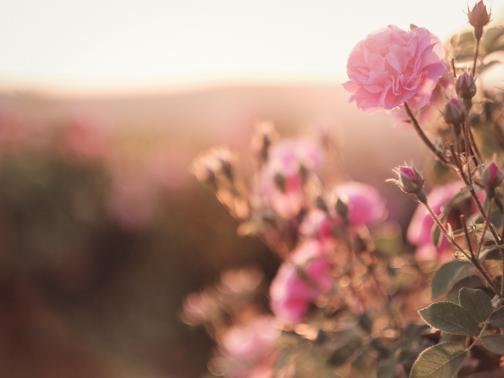 Rosa Rosen im goldenen Abendlicht