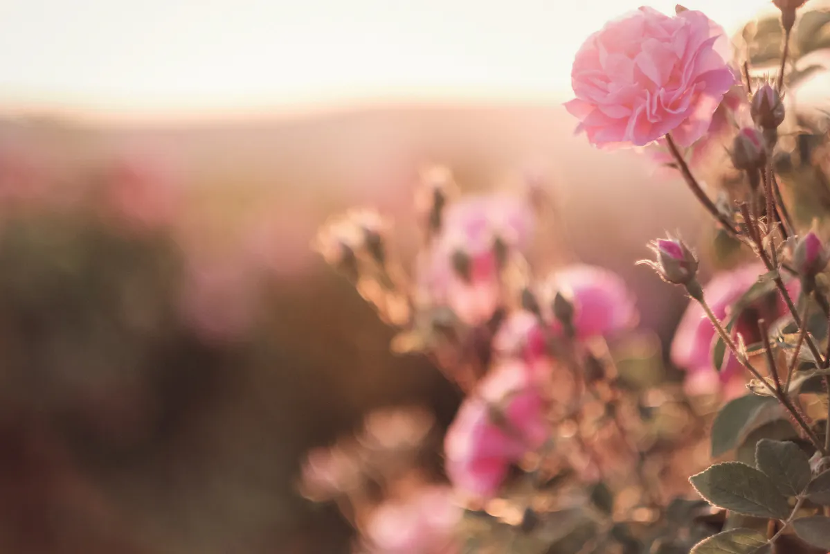 Rosa Rosen im goldenen Abendlicht