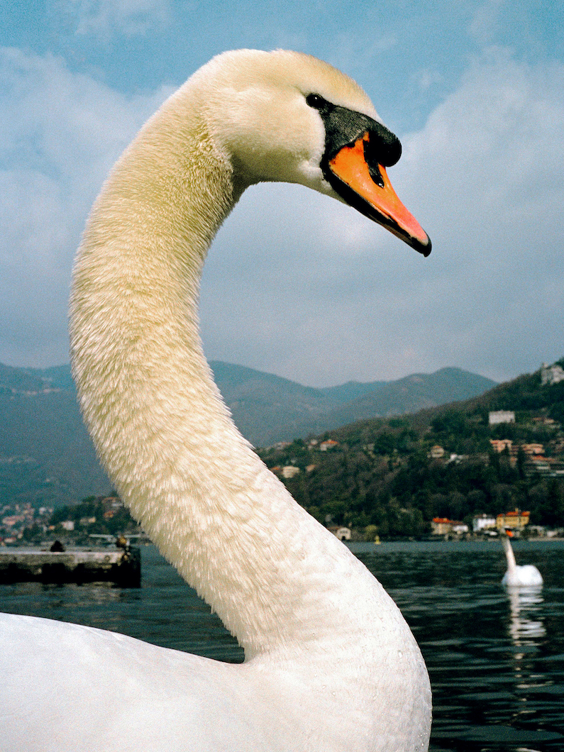 Leonardo scotti