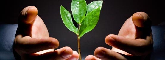 pair of hands cradling a young tree