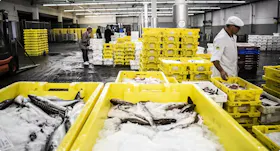 Fish processing industry