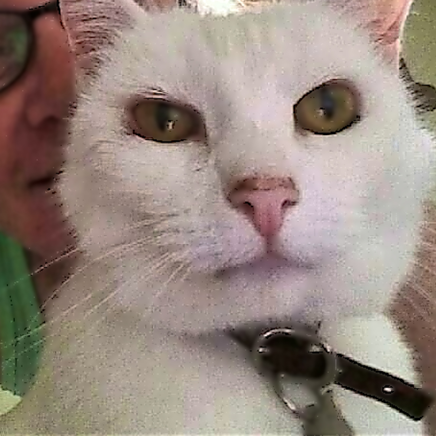 Profile picture of Grace and her cat Nilly.