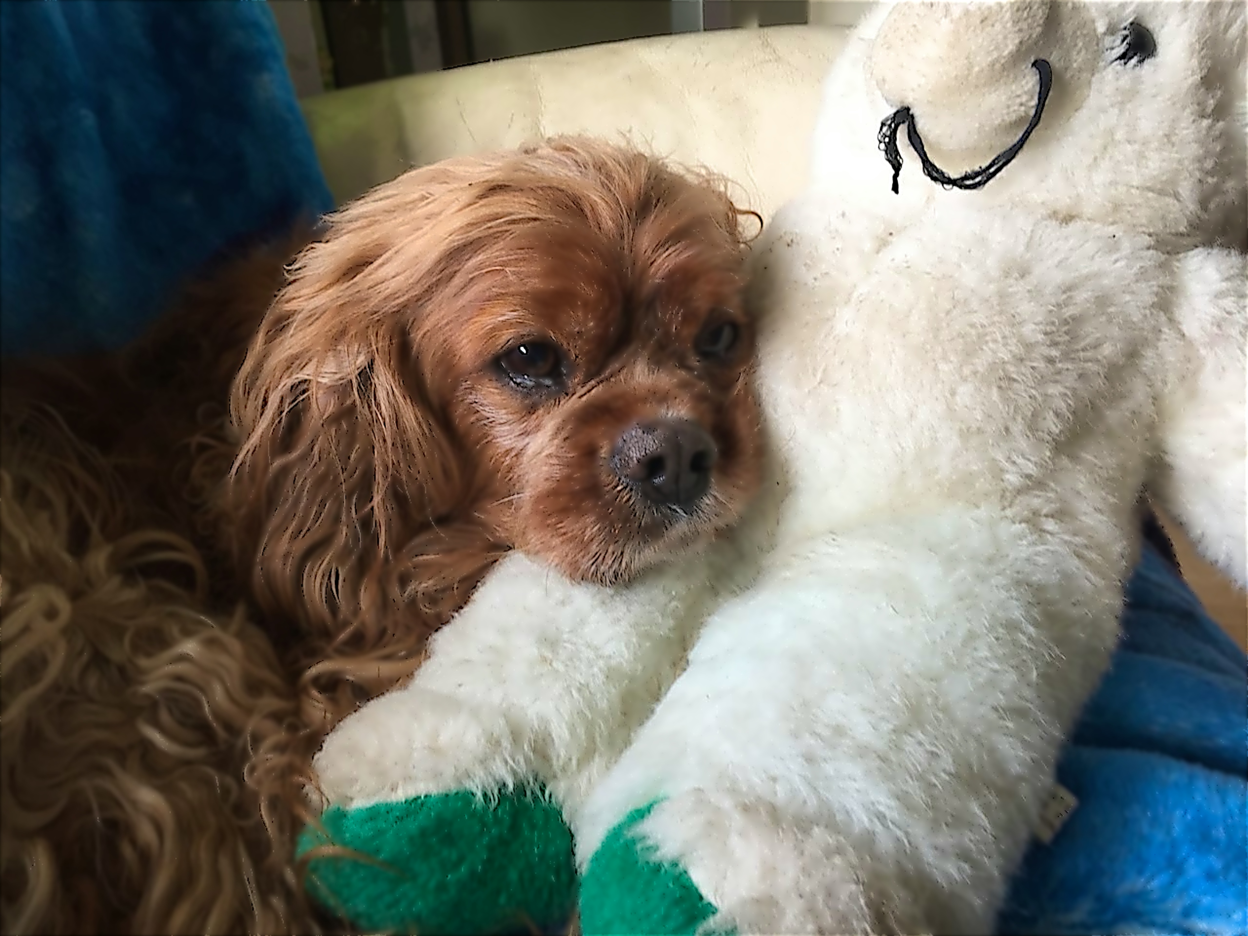 Profile image of Jenni's spaniel, Rumour, with a stuffed toy.
