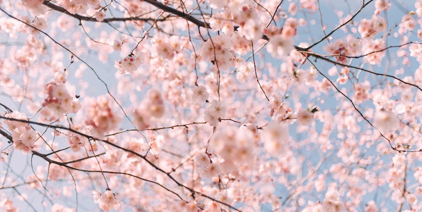 今週の新しいルーム 春らしいルームと国際女性デー Mmhmm 今週の新しいルーム 春らしいルームと国際女性デー Mmhmm