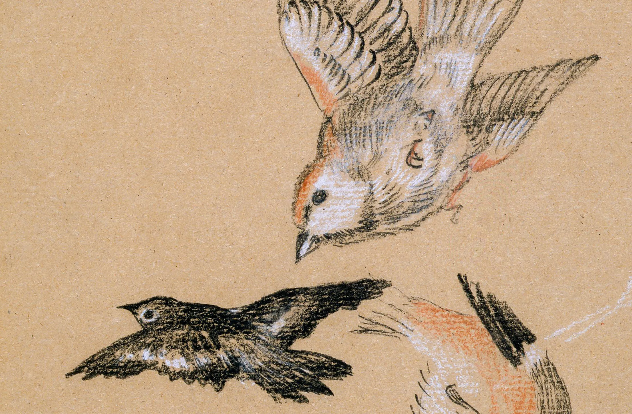 Drawing of two bird from Birmingham museum