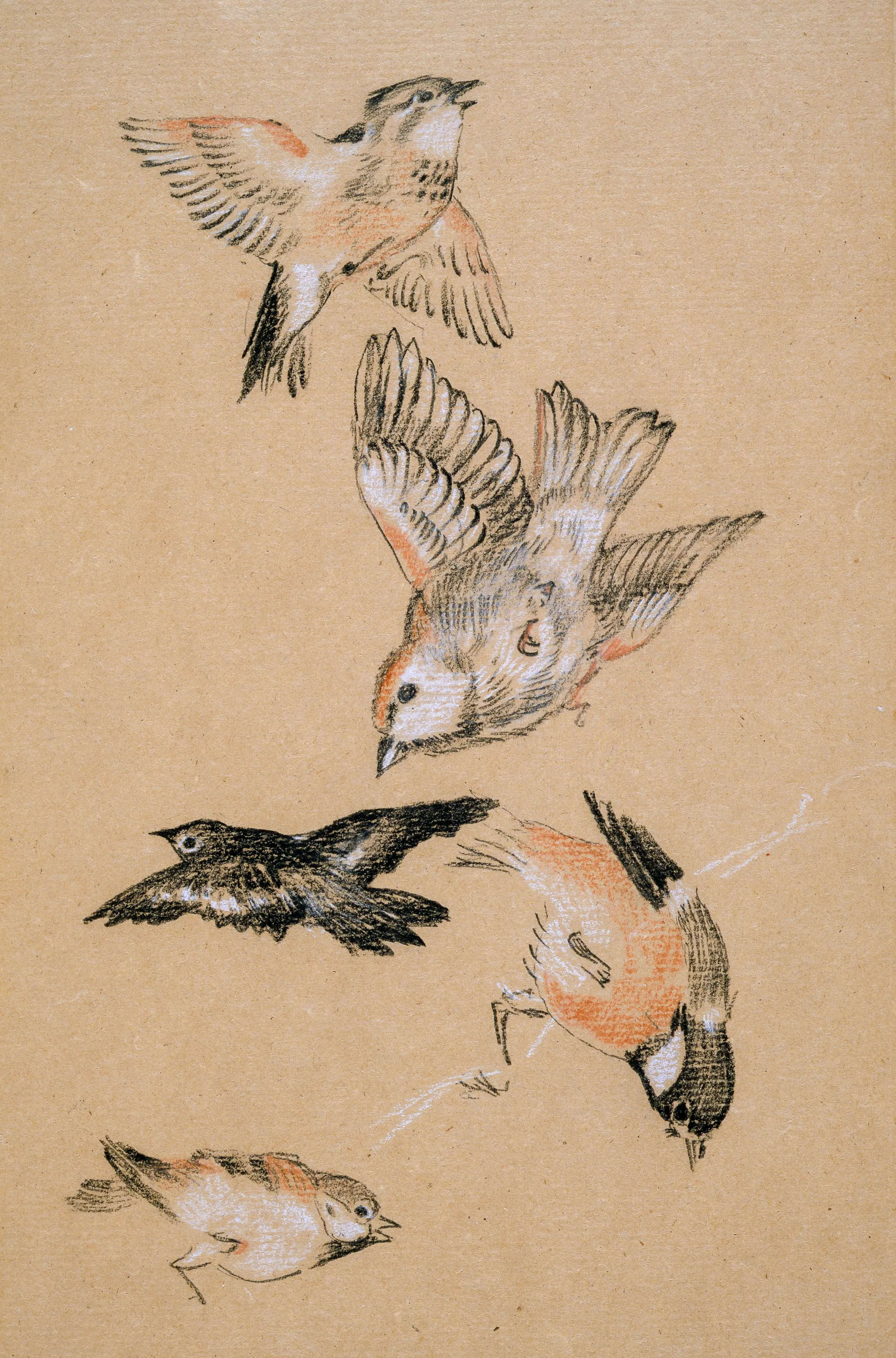 drawing of birds from Birmingham Museum