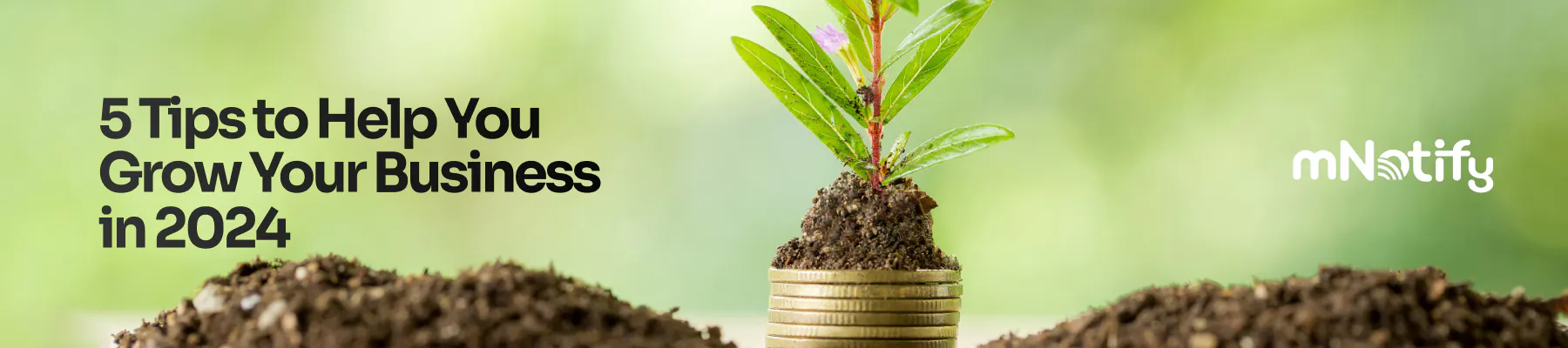 mNotify Business Growth tips for 2024