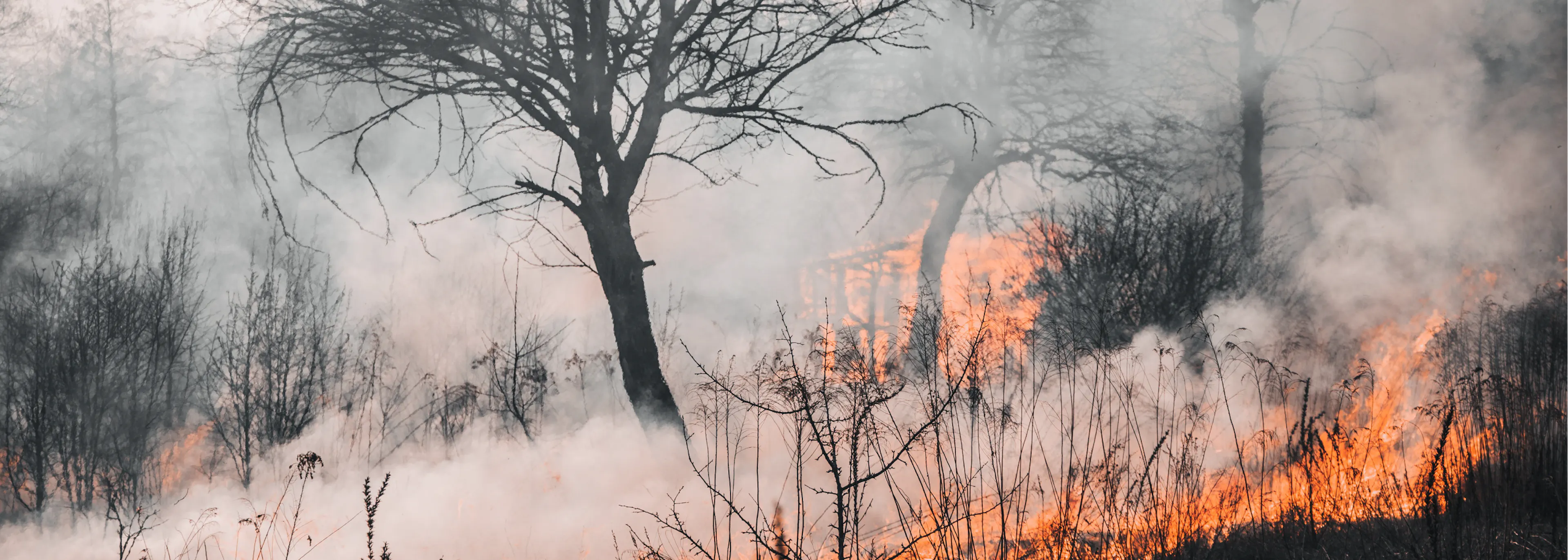 Feu de forêt