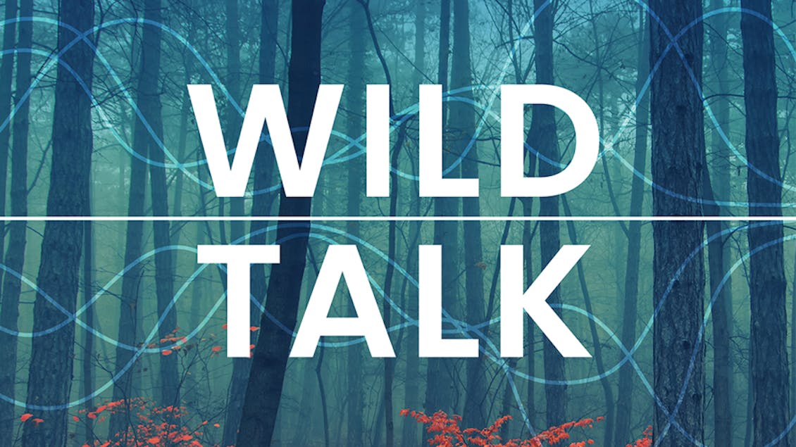 Wild Talk podgast lead image