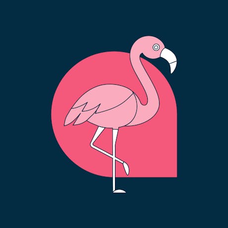 A flamingo stands on one leg
