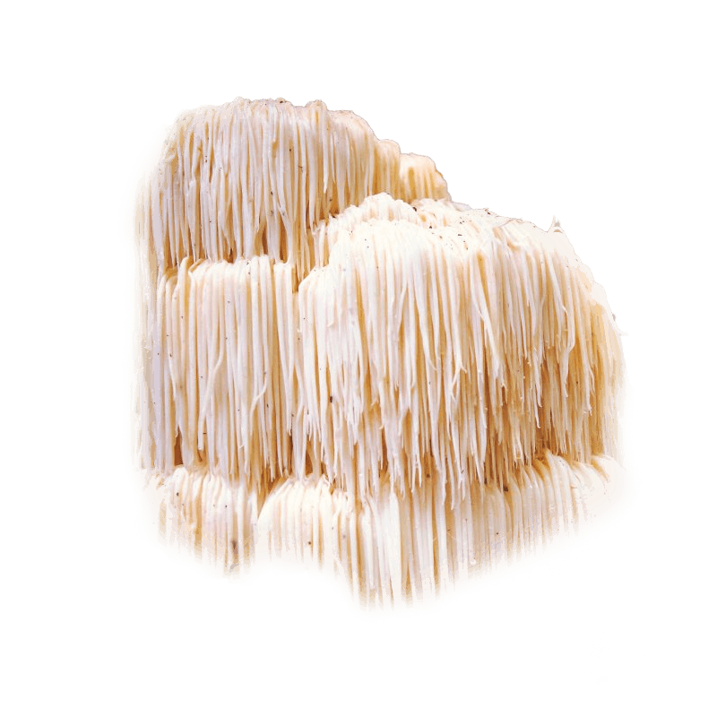 Lion's mane mushroom