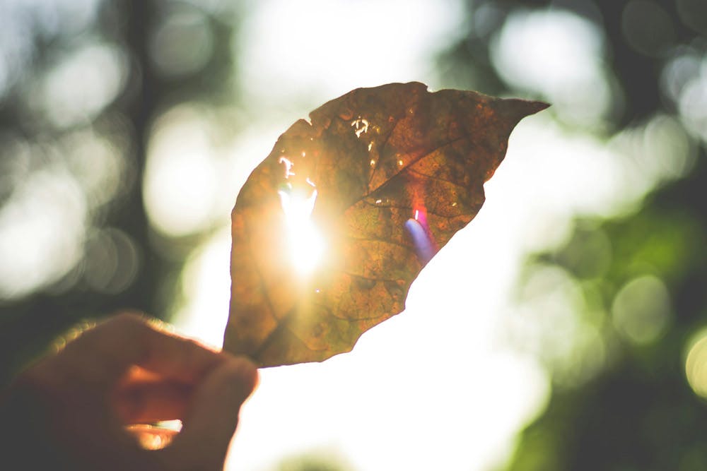 Soleil sur nature
