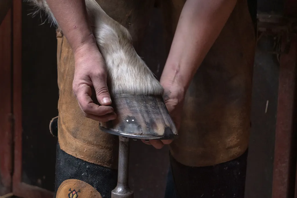 Close up van een paardenhoef