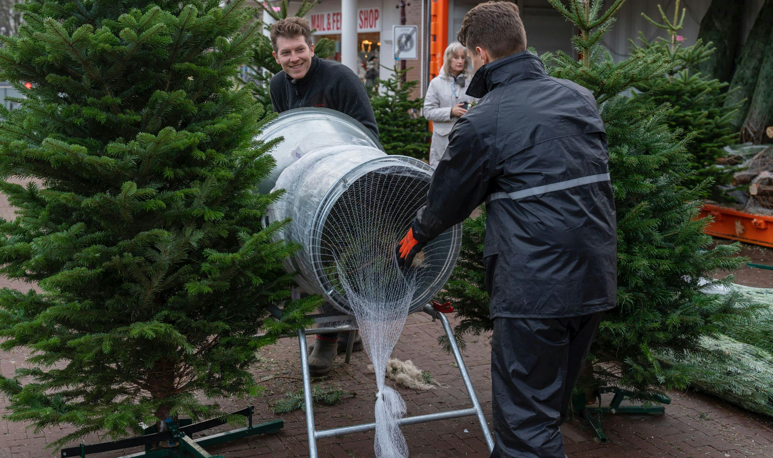 Kerstbomen worden verpakt