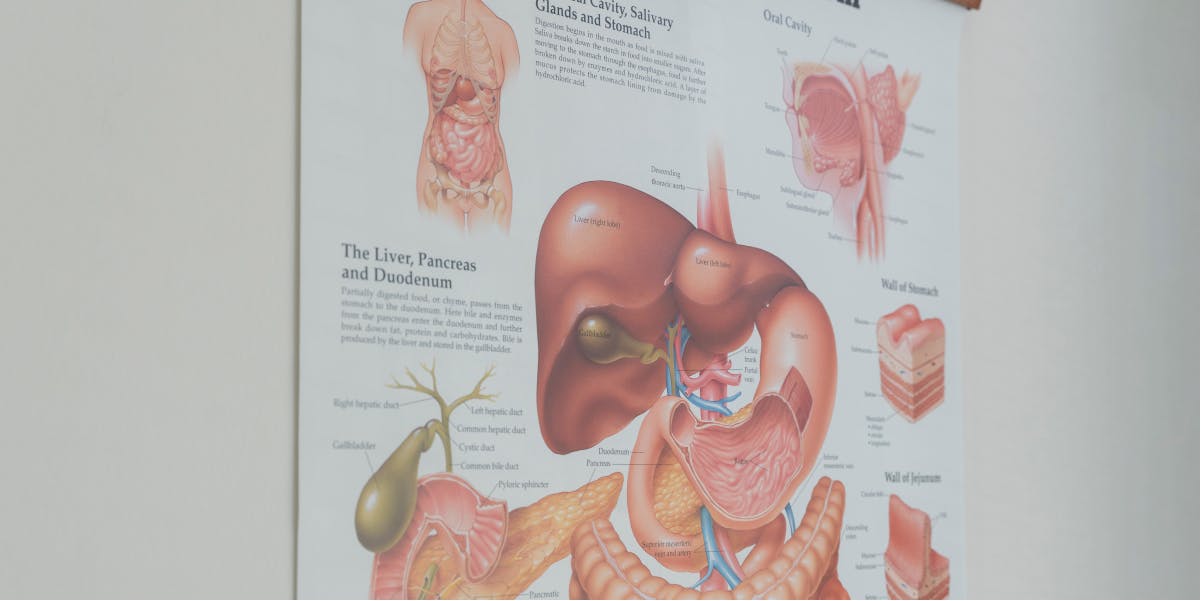 De poster die op de praktijk van Esmee Scholten halten met daarop het menselijke darmsysteem.