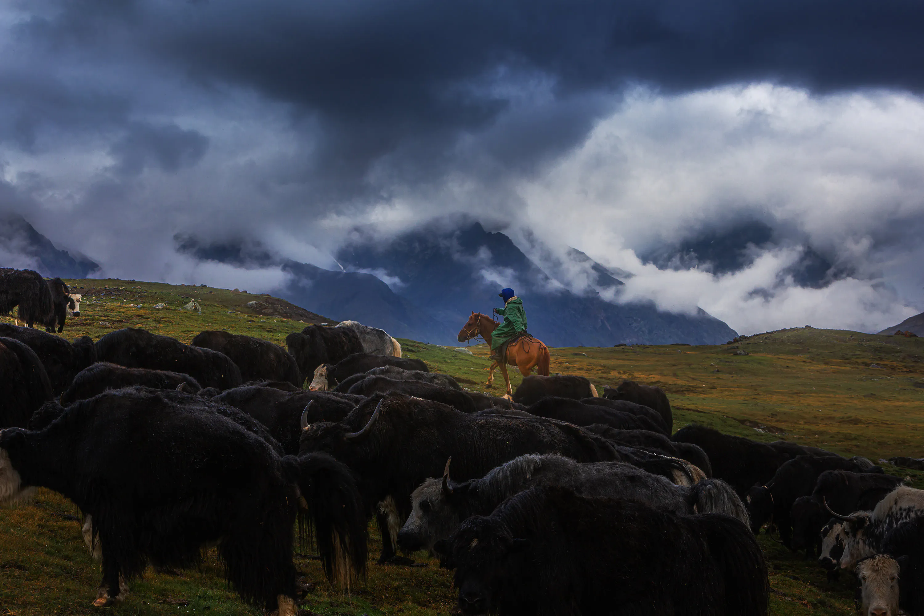 A mounted herder beside a flock under storm clouds.
