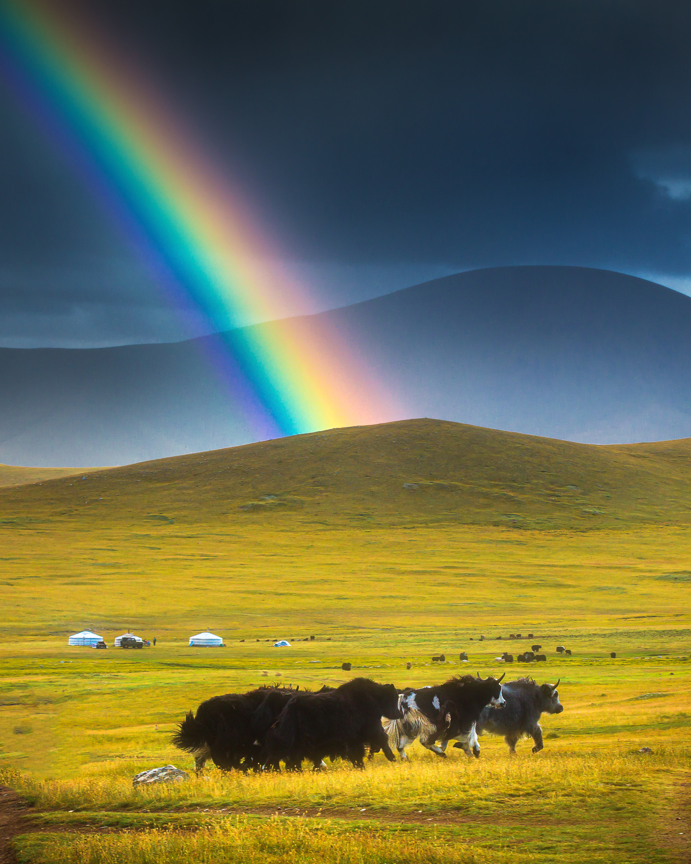 A herd on grassland with gers in the distance.