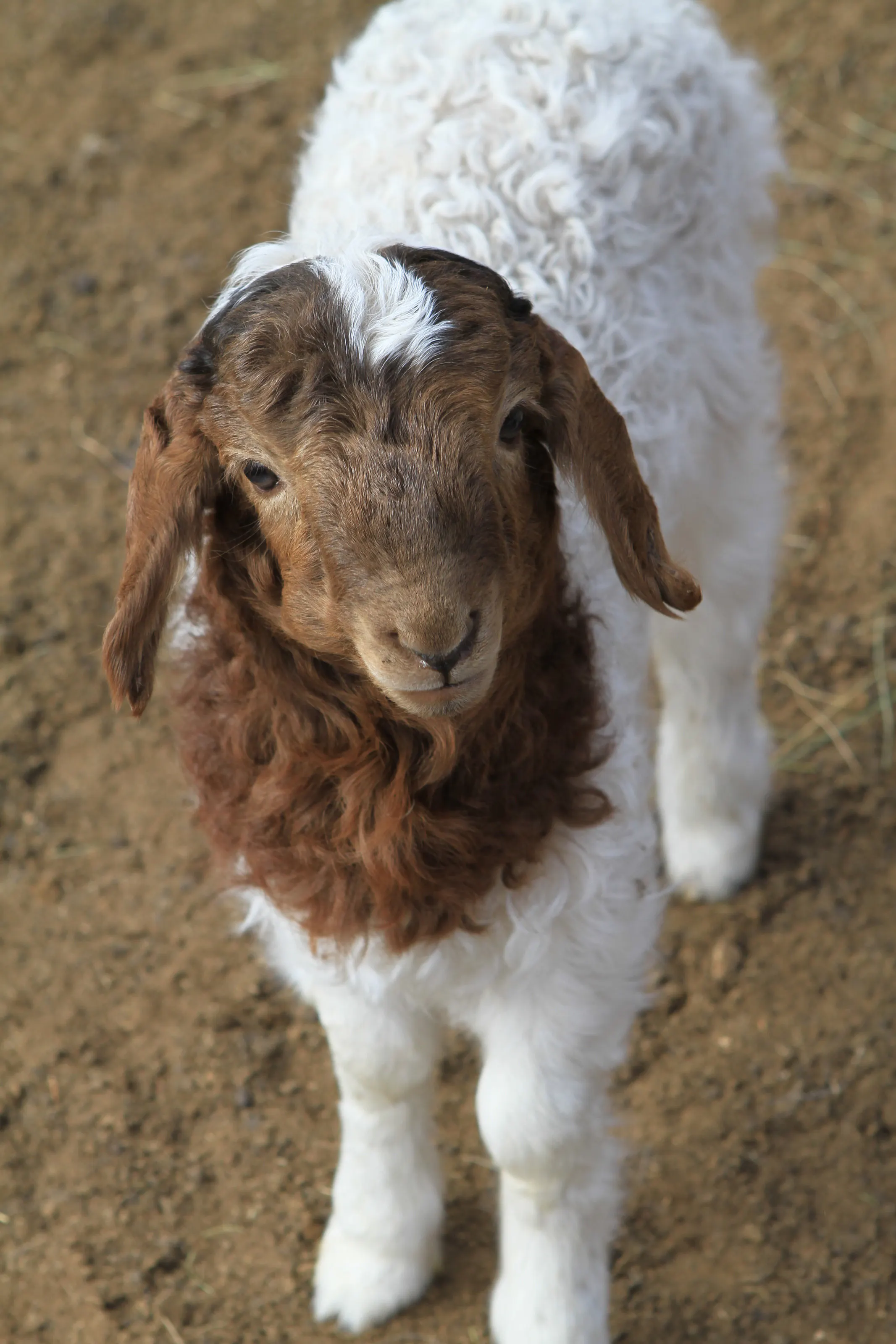 Close view of a brown goat.